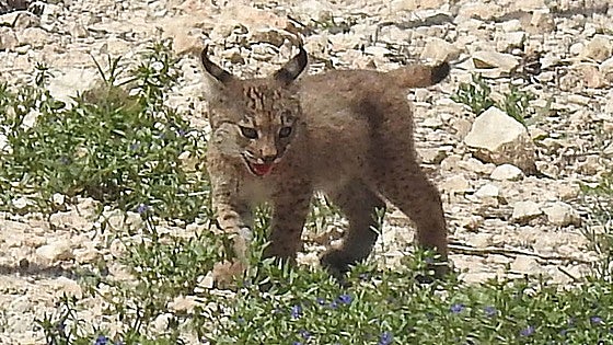 Milestone in recovery of 'vulnerable' Iberian lynx population in Murcia with first kittens born in the wild