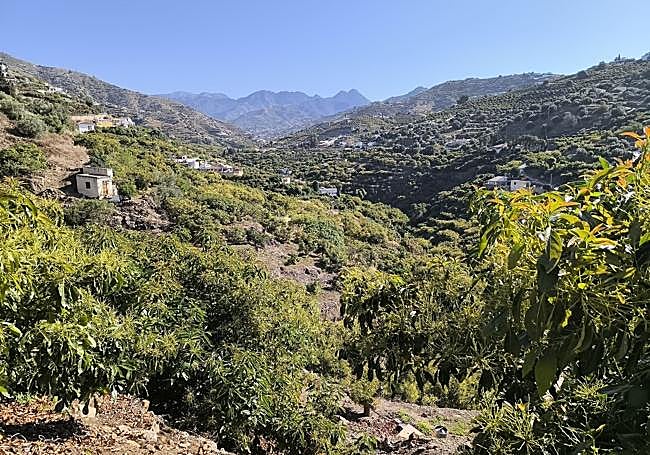 Avocado trees dominate this landscape.