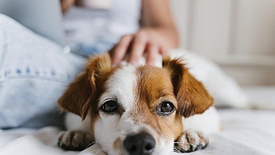 Flea collar sold in Spain withdrawn from sale due to risk to dogs and cats