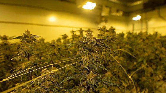 Gang that sent marijuana from Malaga town to Germany hidden in fruit and vegetable shipments is smashed