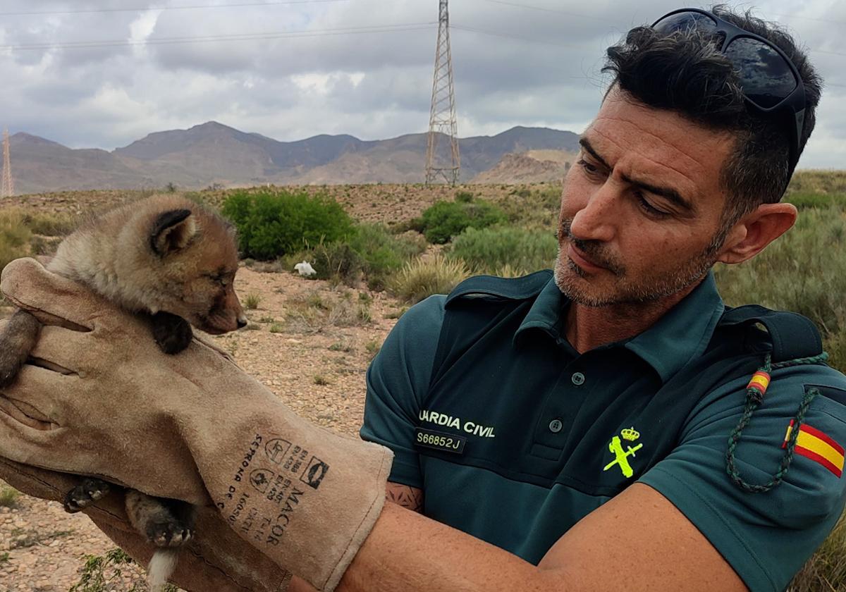 Police in Spain rescue fox cub trapped on high-speed train line construction site