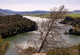The tree plague wreaked havoc in the area around the Conde del Guadalhorce reservoir.