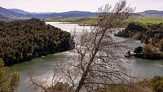 Drought disease wipes out thousands of pine trees, ravaging Malaga province