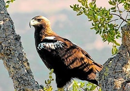 An adult Iberian imperial eagle.