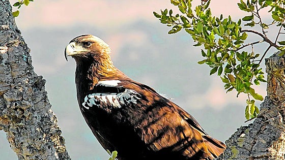 Imperial eagle success in Andalucía, now with double the population and 164 breeding pairs