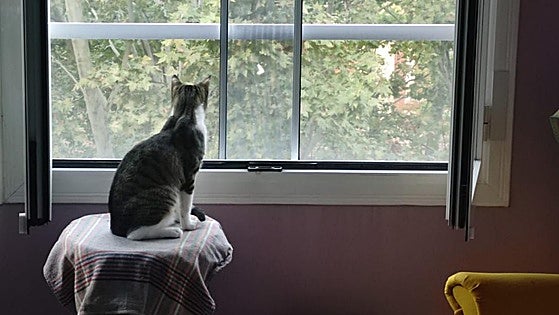 'Parachuting' pet warning issued by cat charity in Spain