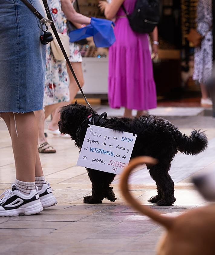 Imagen secundaria 2 - Pet owners and vets march in Malaga in protest against Spain's new veterinary medicines law