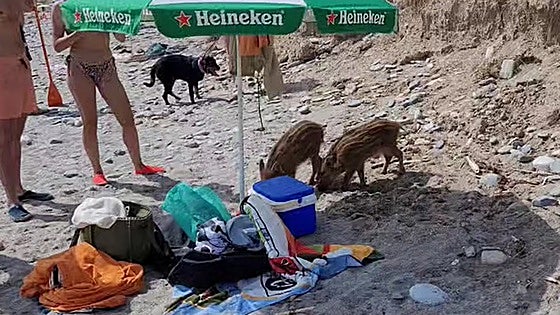 Watch as wild boar enjoy beach day at protected nature reserve near Nerja on Spain's Costa del Sol