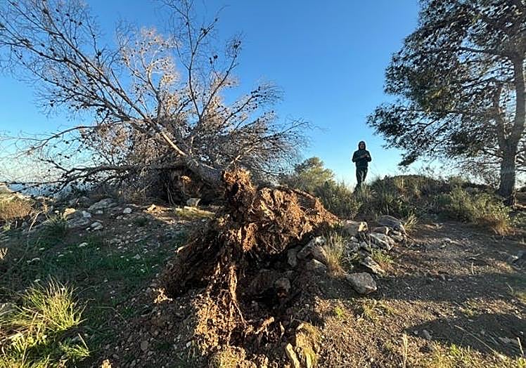 Sierra Tejeda and Axarquía are also affected.