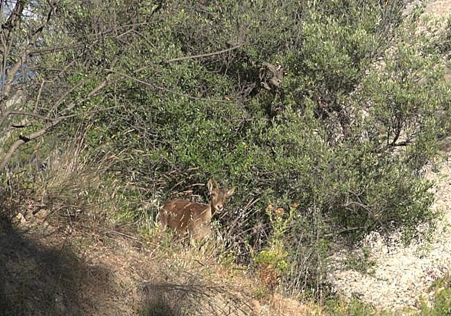 A specimen of mountain goat appears next to the path.
