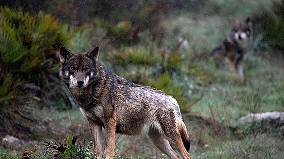 Demand for greater protection of Iberian wolf from environmental and animal welfare groups in Spain