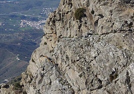Goats climb mountain faces in the southern part of the Sierra Tejeda.