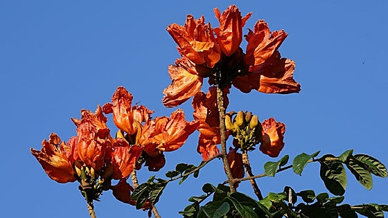 Recommended for your garden in southern Spain: African tulip tree