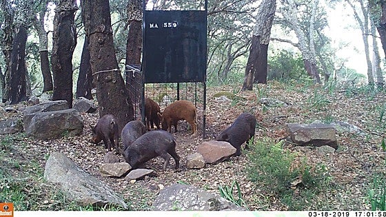 Junta issues new hunting decree to control overpopulation of wild boar in Malaga province