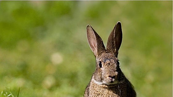 Junta de Andalucía allows exceptional hunting of wild rabbits as numbers soar