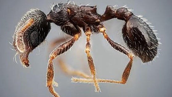 Two species of ants never spotted before in Spain discovered in Andalucía