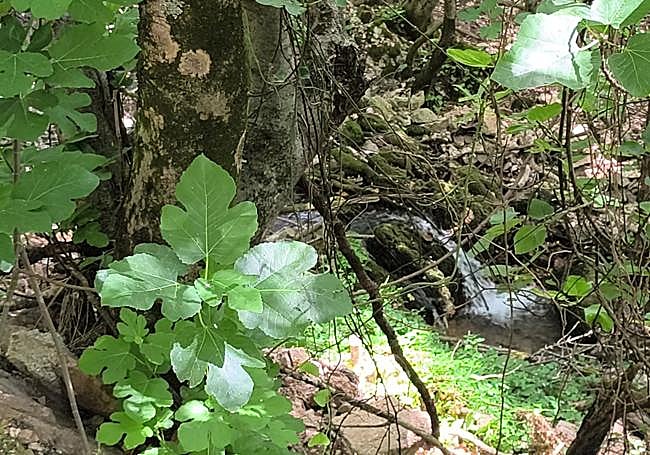 Las Artezuelas spring in the summer.