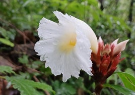 Hellenia speciosa.