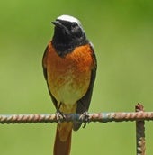 Phoenicurus phoenicurus.