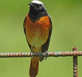 Phoenicurus phoenicurus.