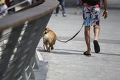 Costa del Sol town hall fines 25 owners for not cleaning up after their pets