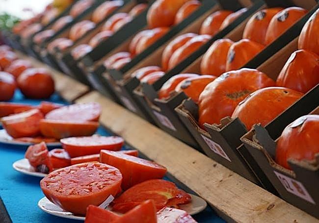 Batch of 'bull's ball' tomatoes.