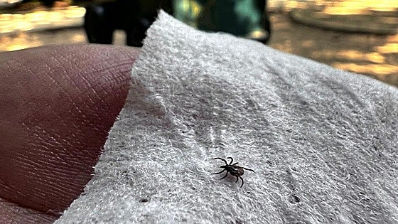 How to avoid tick bites this summer
