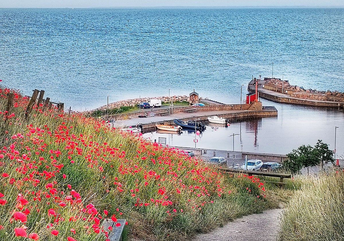 Imagen principal - Kåseberga harbour; swans swimming in the sea; Juanjo.