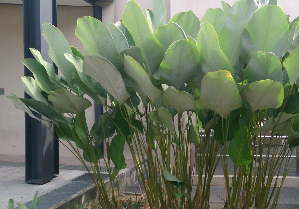Calathea lutea