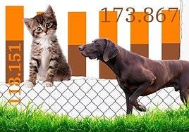 People in Spain are abandoning more dogs and cats: 33 per hour