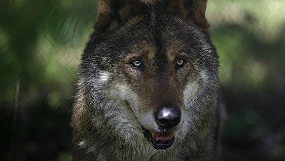 Spain has 333 wolf packs, 12% more than ten years ago