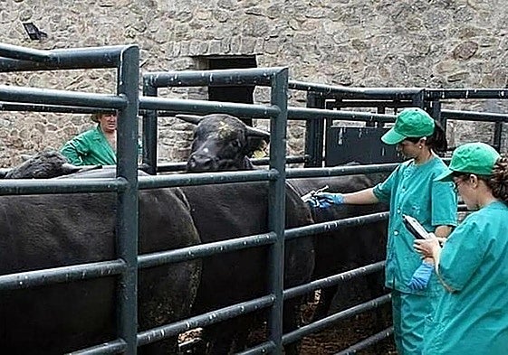 Farmers' association calls for aid after bluetongue outbreak in Malaga's Guadalhorce valley