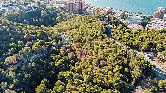 Malaga's ambitious plans to mitigate climate change: city invites bids for studies worth 1million euros