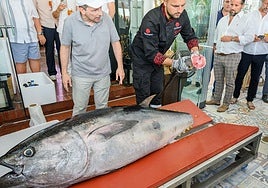 A 150kg Red Tuna ready to be prepared the traditional way in Escorpio Restaurant.