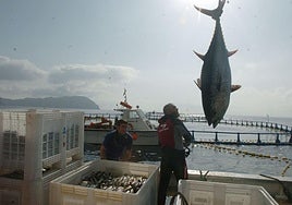 Bluefin tuna fishing season suspended in Gibraltar