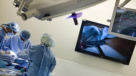 HIV-infected people in Spain can now donate organs for transplant