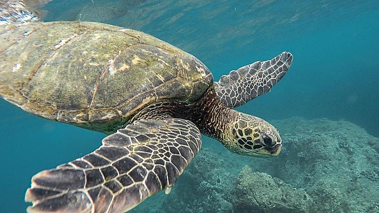 The Costa del Sol town that's doing its bit to help save sea turtles