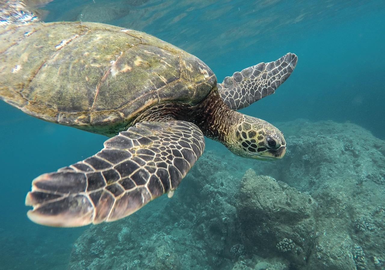 The Costa del Sol town that's doing its bit to help save sea turtles