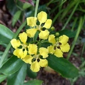 Mascagnia macroptera.