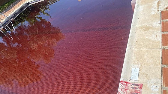 Swimming pool in Malaga town forced to close after vandals turn water red