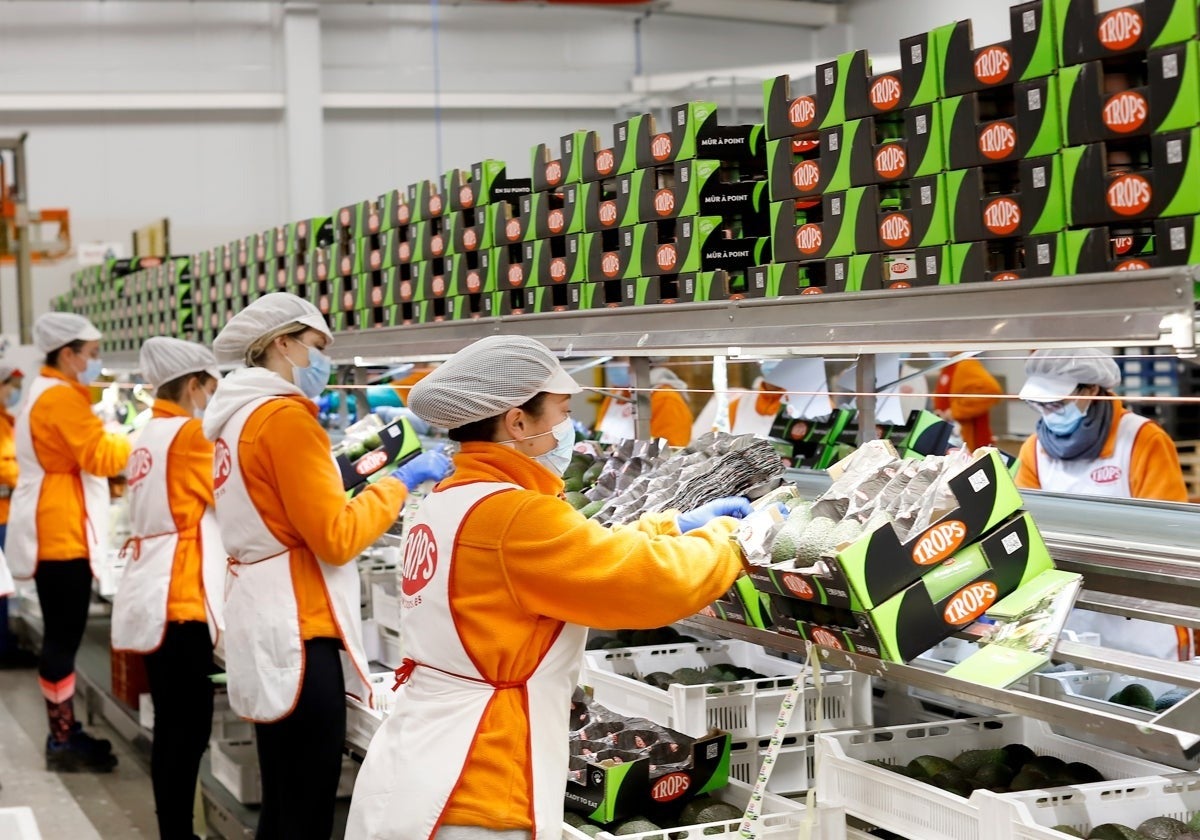 Tropical fruit company in Malaga province puts 500 jobs up for grabs: this is how to apply