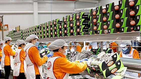 Tropical fruit company in Malaga province puts 500 jobs up for grabs: this is how to apply