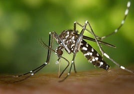 A tiger mosquito.