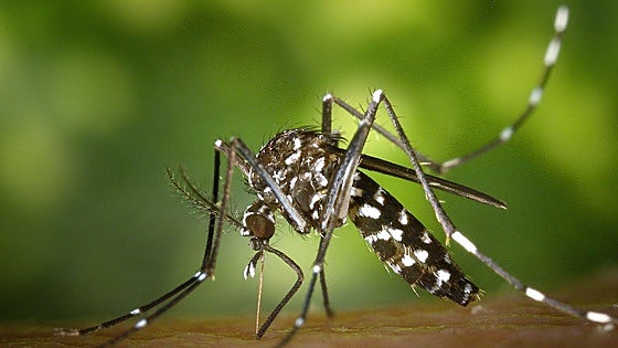 Experts warn of increasingly long and dangerous mosquito season due to climate change in Spain