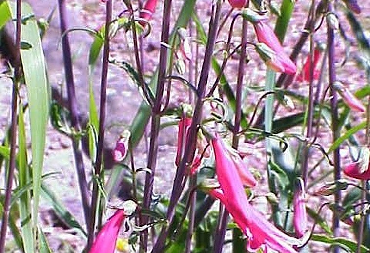 Gardening in southern Spain: Penstemon barbatus