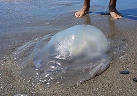 File photo of a jellyfish on a beach.