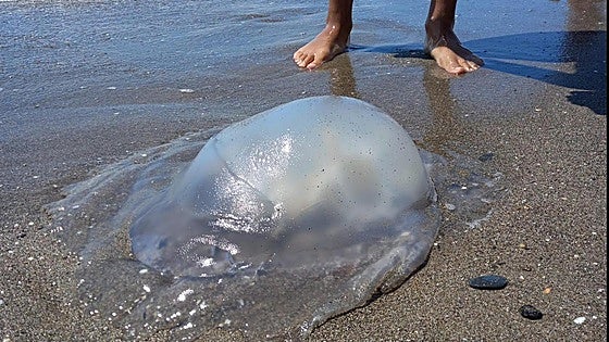 Yellow warning flags for jellyfish flown on at least nine beaches on Costa del Sol