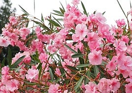 Why are these pretty oleander shrubs so common on motorways and dual carriageways in Spain?