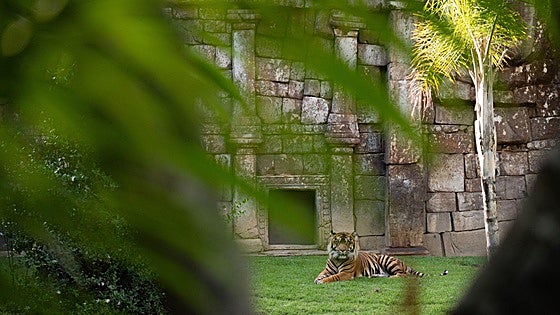 When the sun goes down, the adventure begins at Bioparc Fuengirola