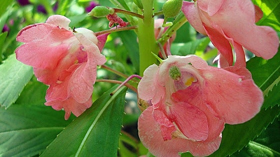 Gardening in southern Spain: Impatiens balsamina